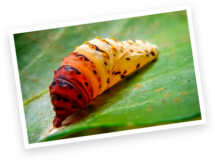foto-sobre-1-metamorfose